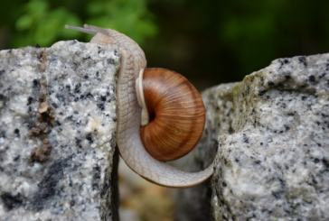 DESPRE FRICĂ ȘI CURAJ