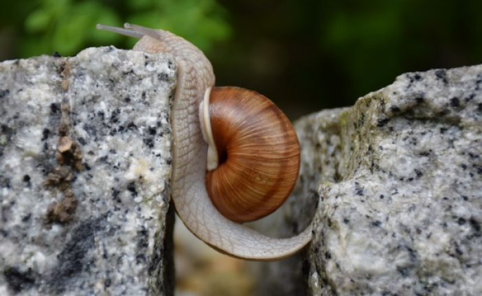 DESPRE FRICĂ ȘI CURAJ